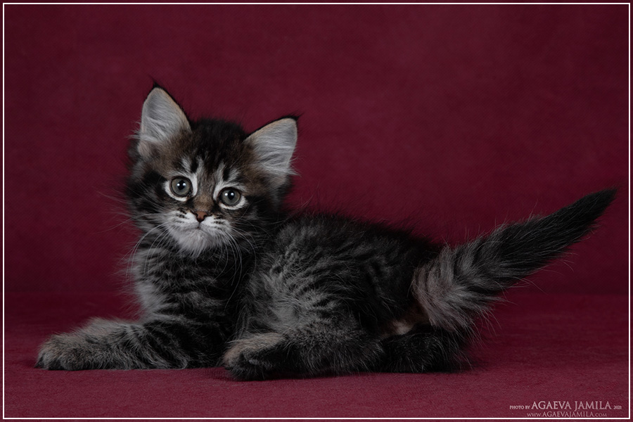 Bogart