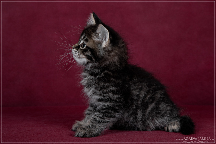Bogart
