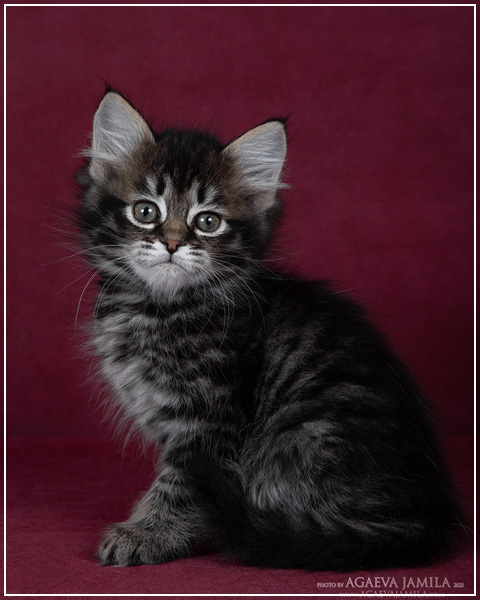 Bogart