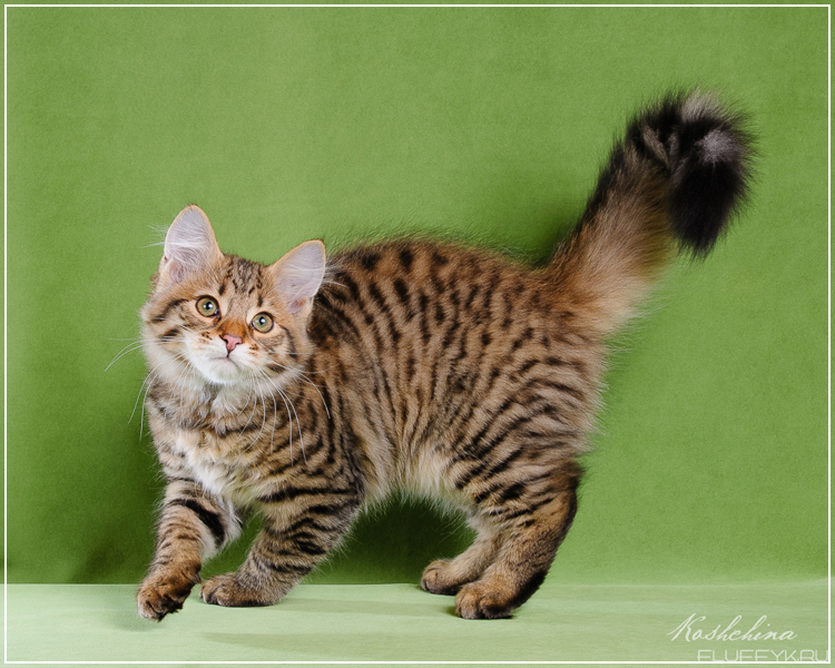 Chestnut