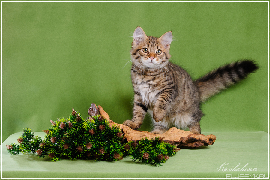 Chestnut