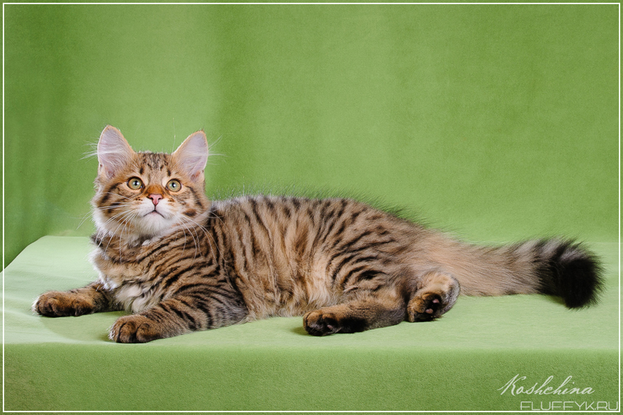 Chestnut