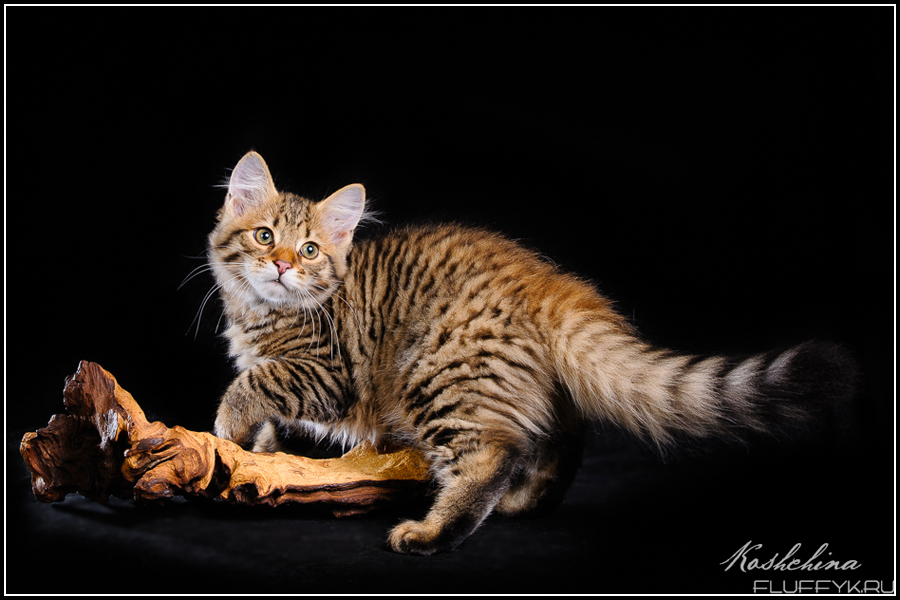 Chestnut