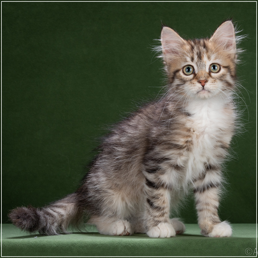 Корица