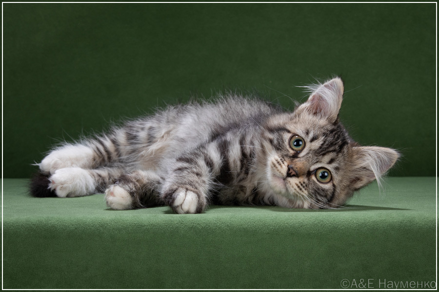 Клюква
