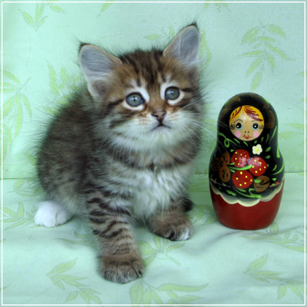 Есаул