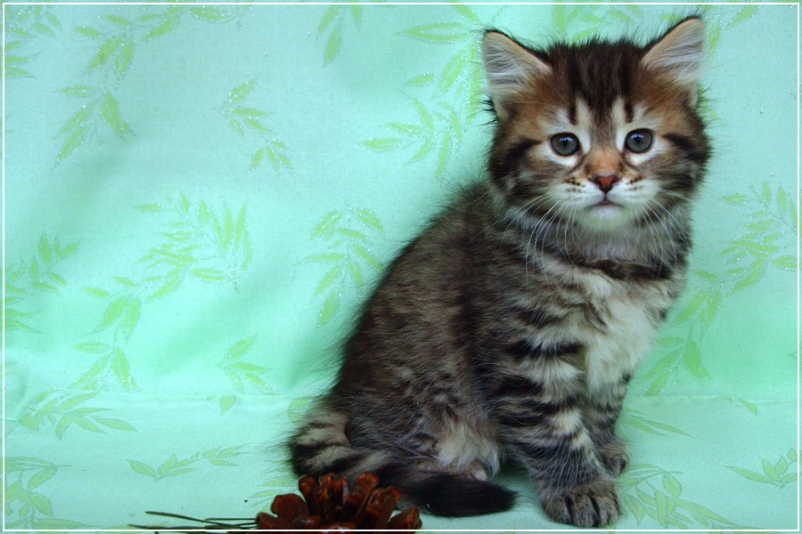 Florin