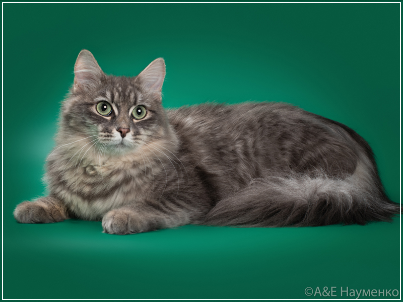 Gerda