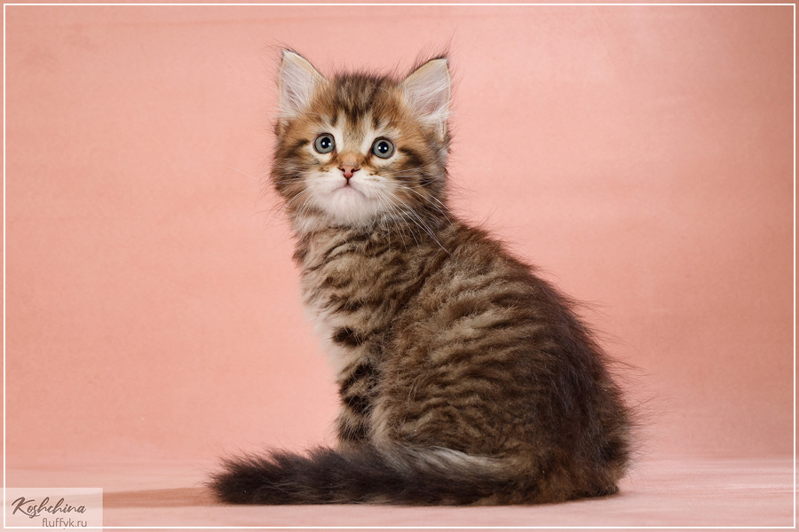 Хома