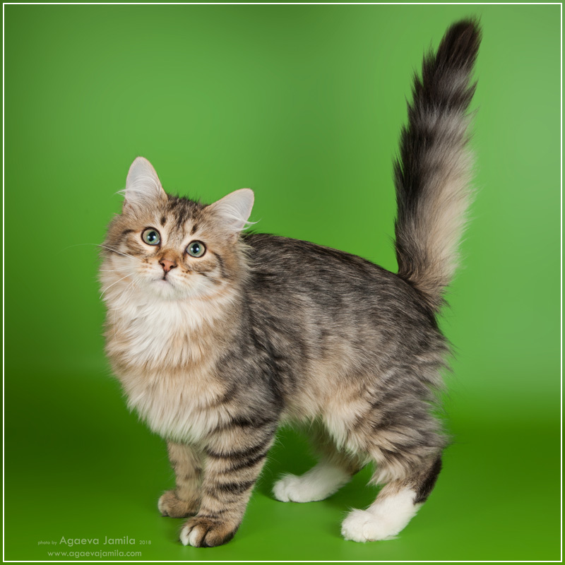 Xanth