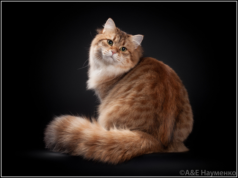 Cypress Tale of Siberia