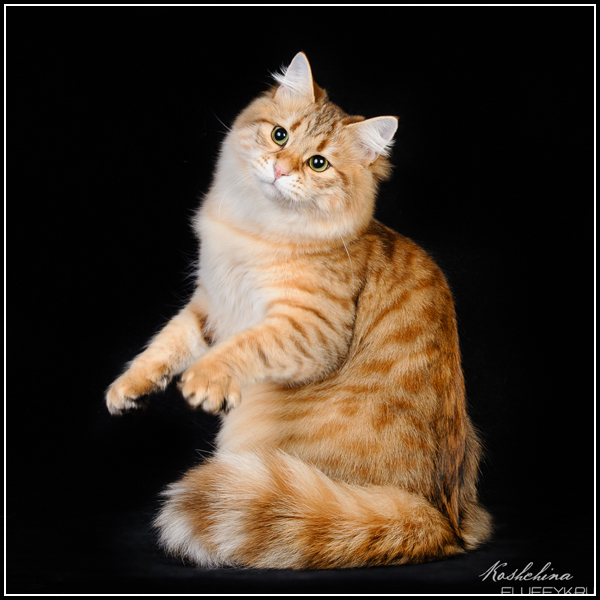 Cypress Tale of Siberia