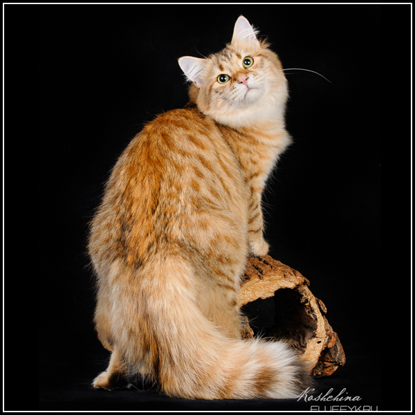 Cypress Tale of Siberia