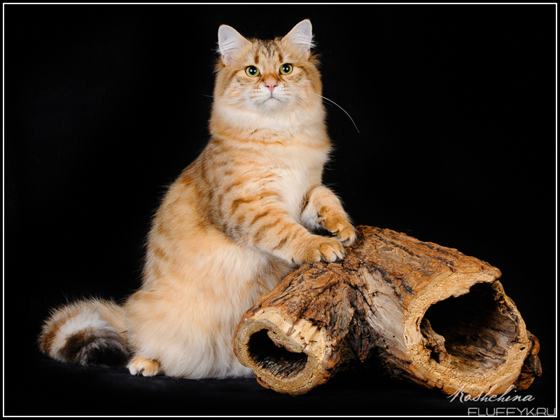 Cypress Tale of Siberia