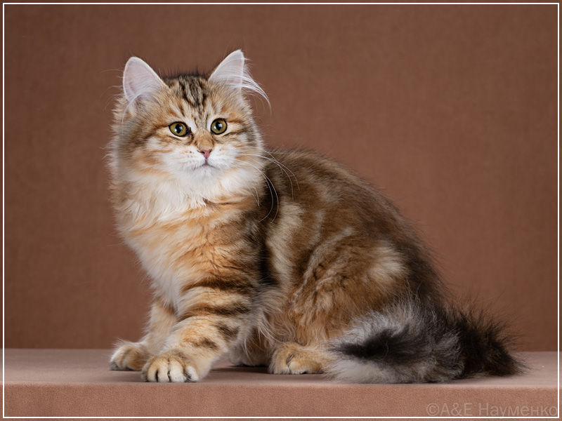 Котовасия Дубрава