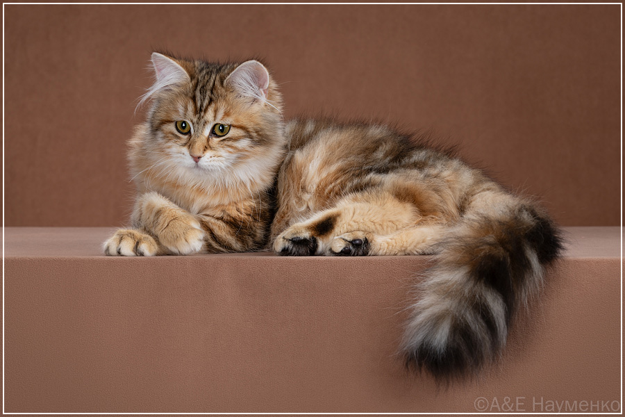Котовасия Дубрава