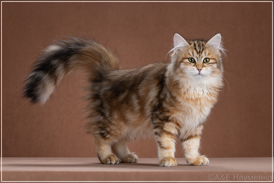 Котовасия Дубрава
