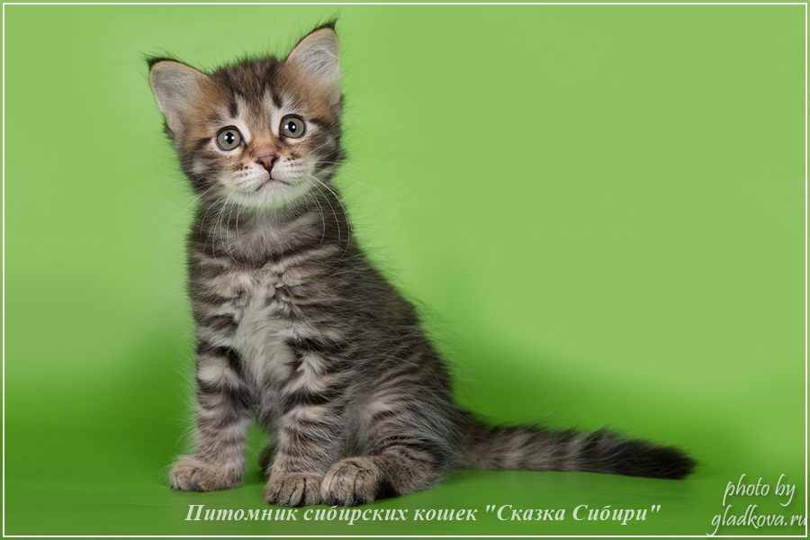 Купить сибирского котёнка