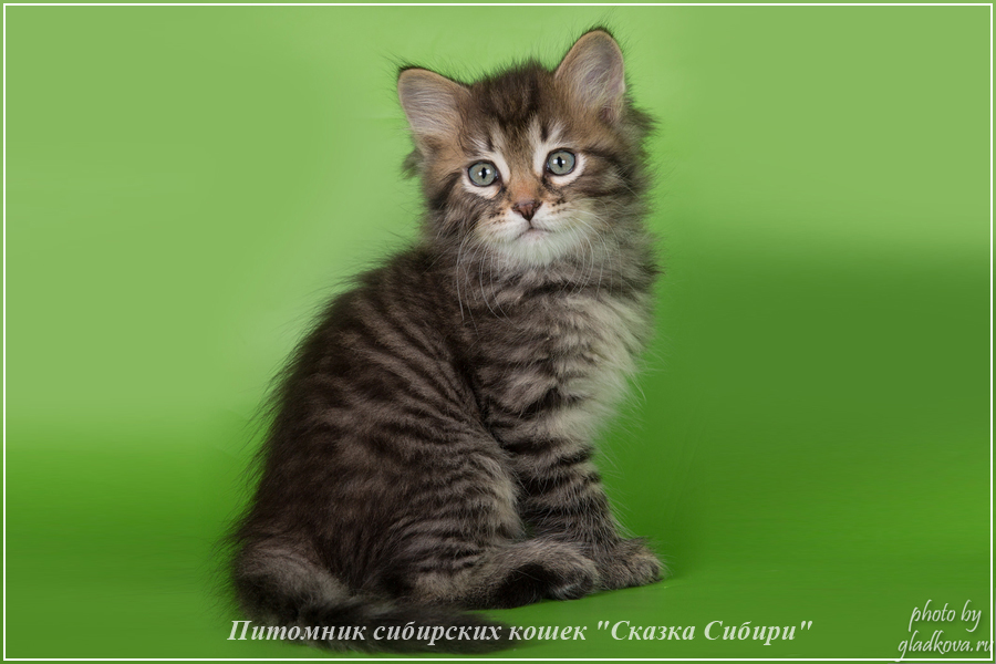 Купить сибирского котёнка