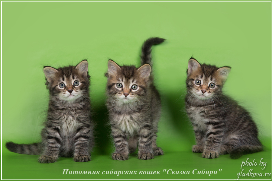 Купить сибирского котёнка