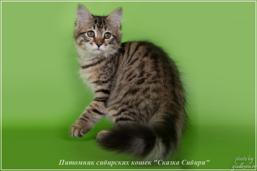 Купить сибирского котёнка