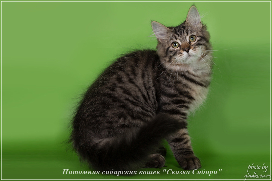 Купить сибирского котёнка