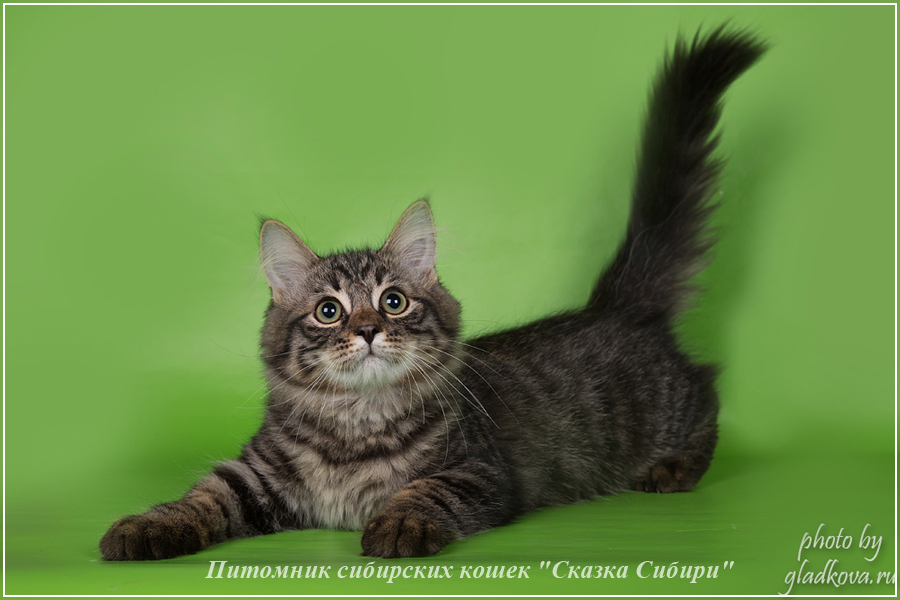 Купить сибирского котёнка