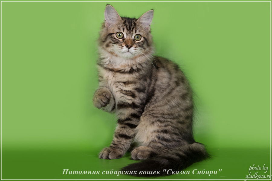 Купить сибирского котёнка