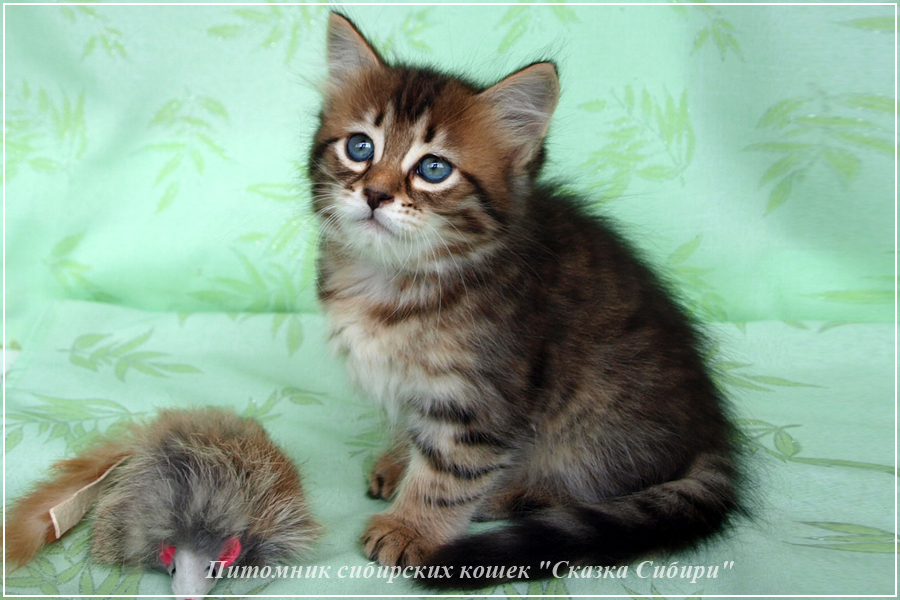 Купить сибирского котёнка