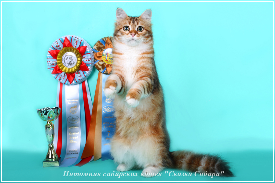 Купить сибирского котёнка