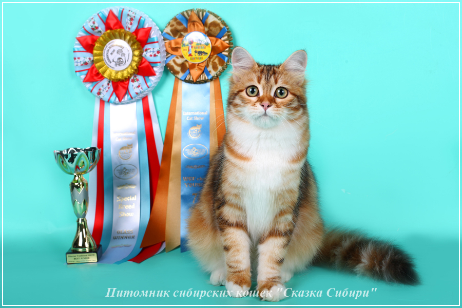Купить сибирского котёнка