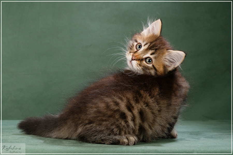 Pangur