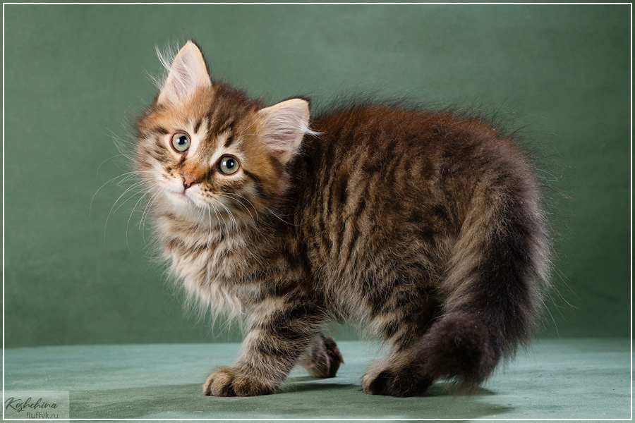 Pangur