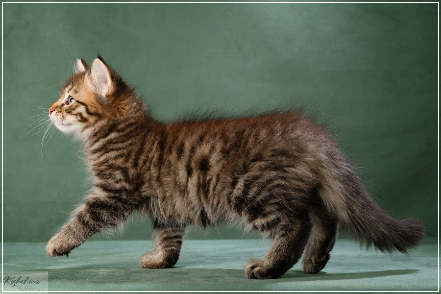 Pangur