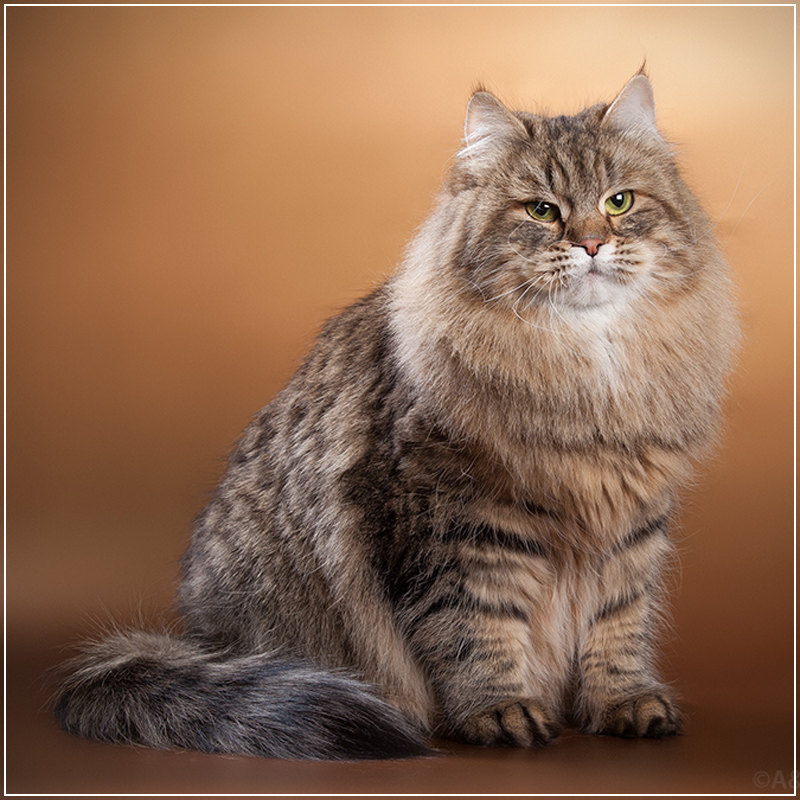Питомник сибирских кошек 'Сказка Сибири'