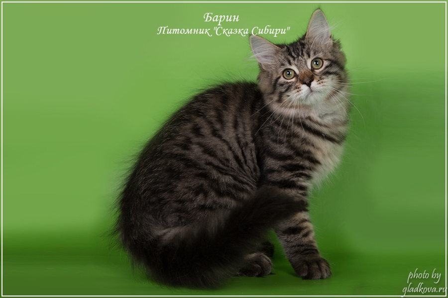 Питомник сибирских кошек 'Сказка Сибири'