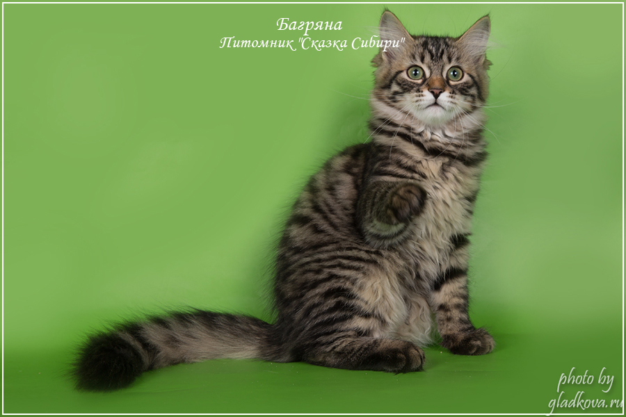 Питомник сибирских кошек 'Сказка Сибири'