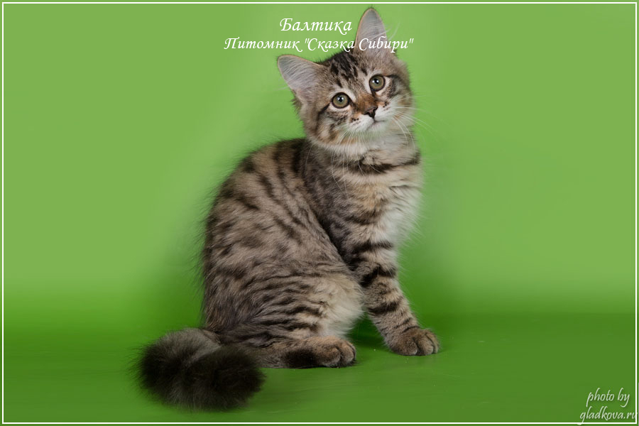 Питомник сибирских кошек 'Сказка Сибири'