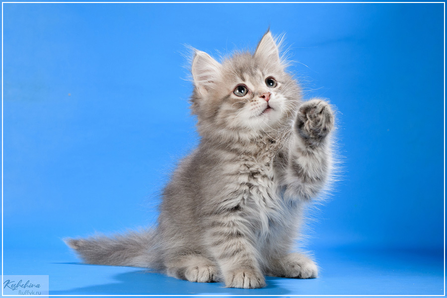 Pony