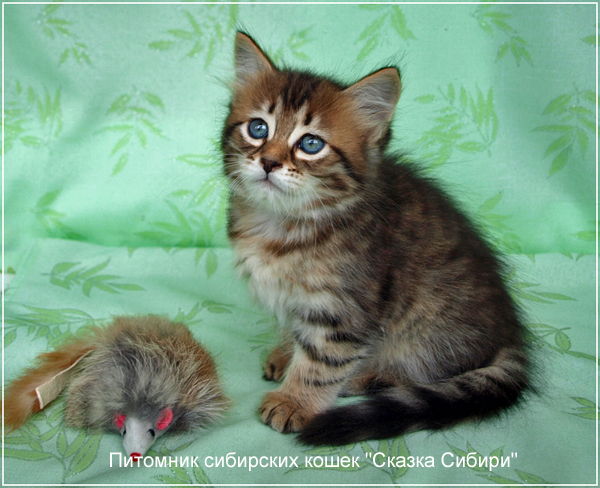 Siberian cat for breeding - photo gallery of kittens