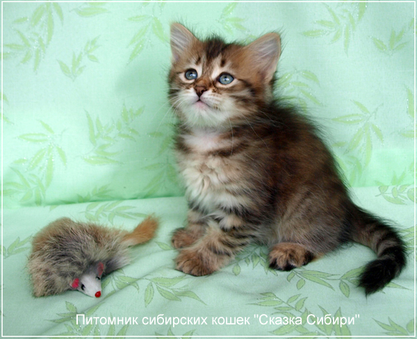 Siberian cat for breeding - photo gallery of kittens