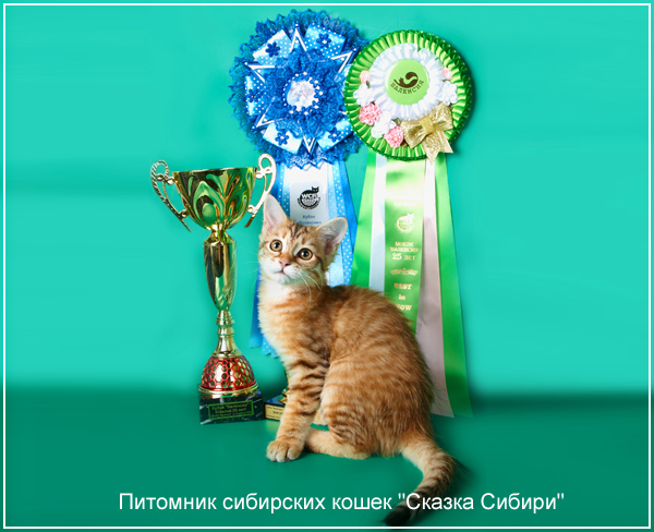 Siberian cat for breeding - photo gallery of kittens