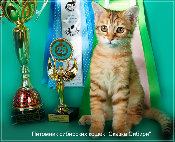Siberian cat for breeding - photo gallery of kittens