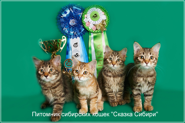 Siberian cat for breeding - photo gallery of kittens