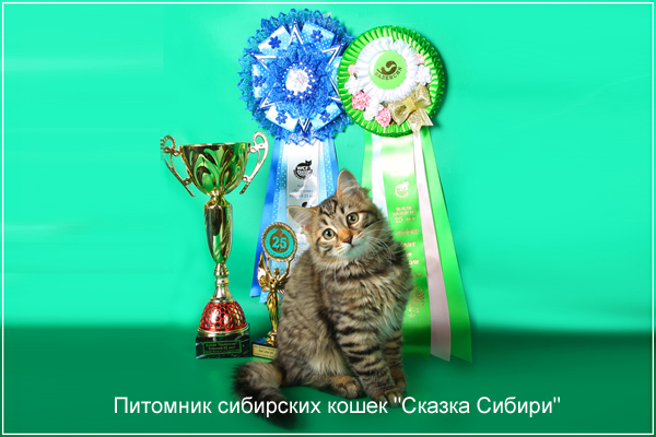 Siberian cat for breeding - photo gallery of kittens