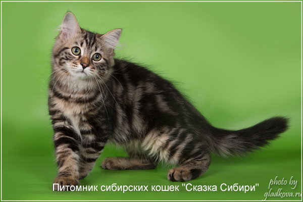 Siberian cat for breeding - photo gallery of kittens
