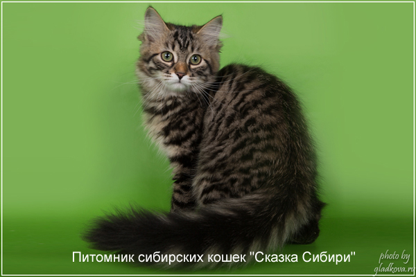 Siberian cat for breeding - photo gallery of kittens
