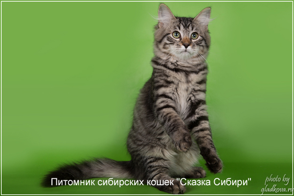 Siberian cat for breeding - photo gallery of kittens