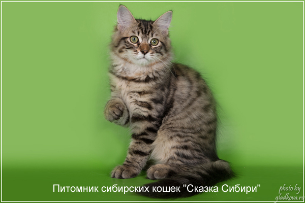 Siberian cat for breeding - photo gallery of kittens
