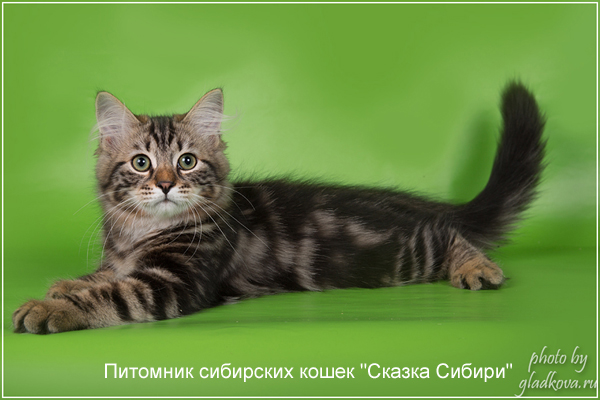 Siberian cat for breeding - photo gallery of kittens